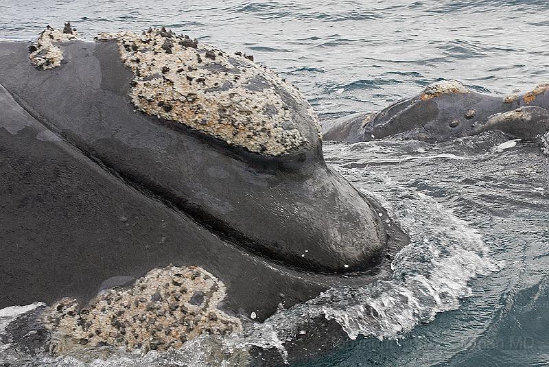 20071209 152214 D200 c 3800x2600.jpg - Right whale at Puerto Piramides, Argentina.  Note the prominent callosites.   The eyes are very small.